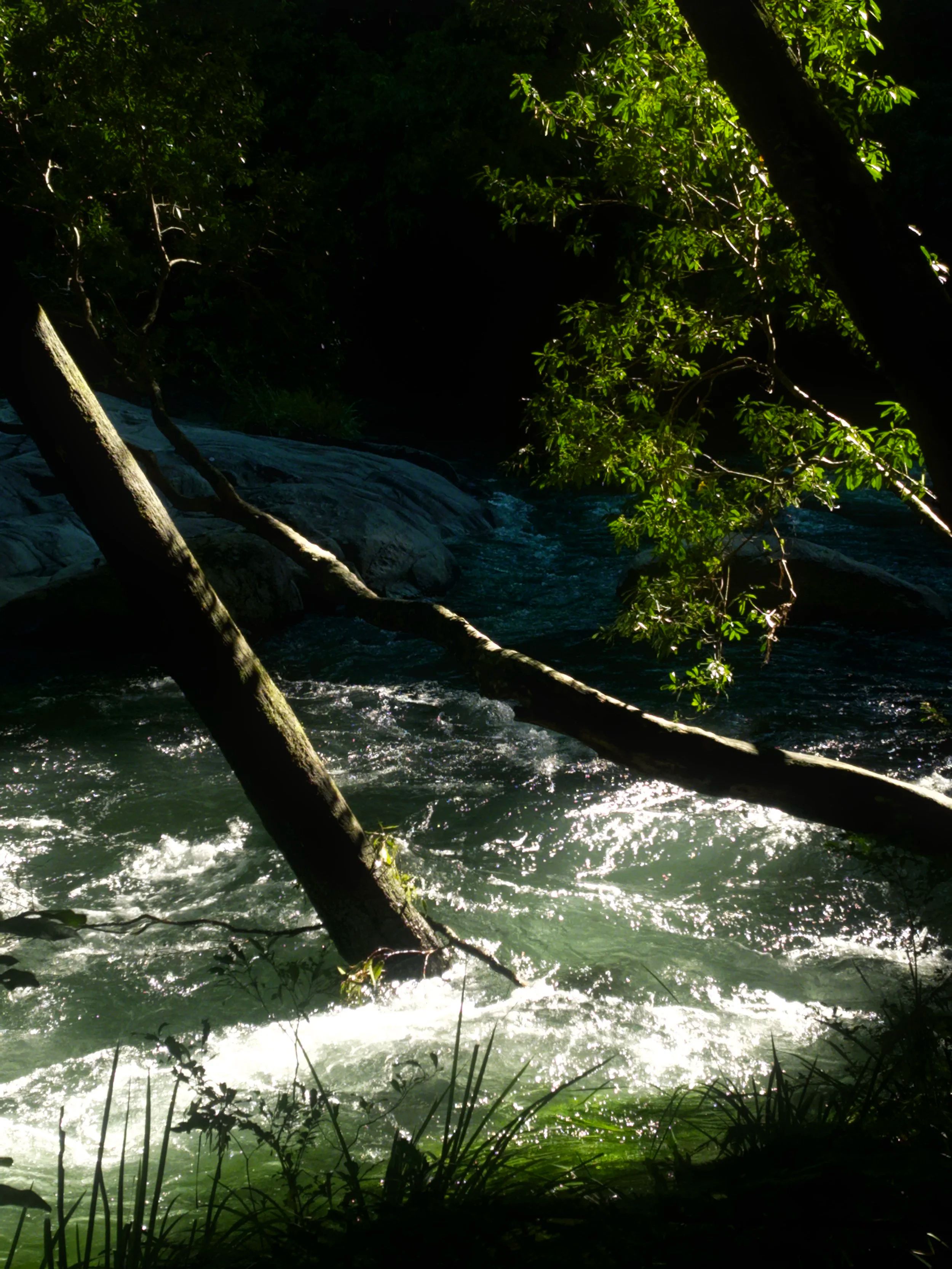 The Bellinger River running over rocks between trees, sunlight catching the water